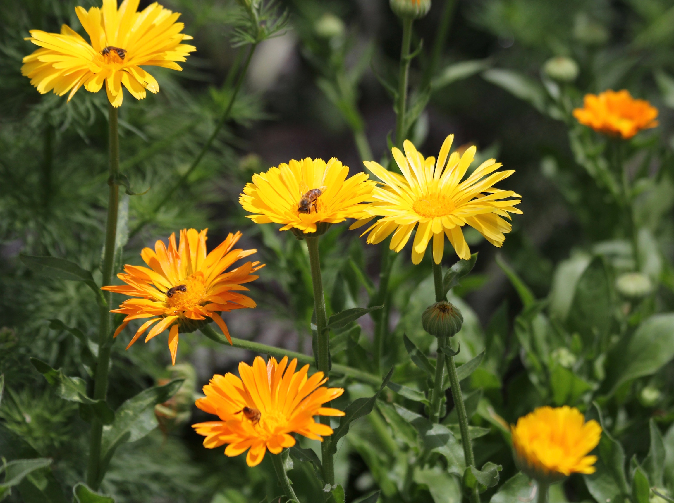 calendula plants