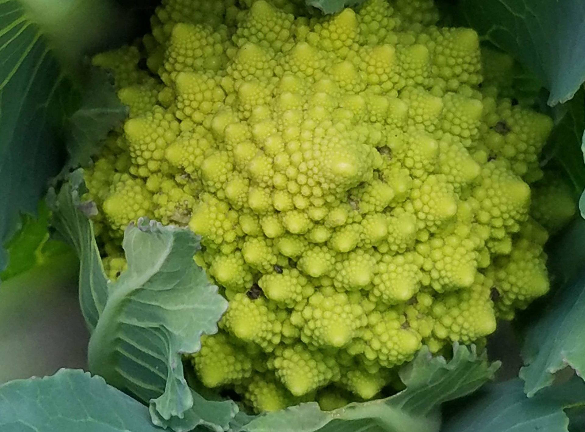 Fall plant sale